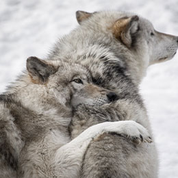 podcast_wolf